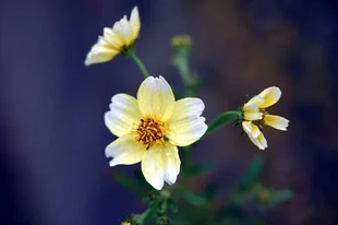 20091024WinterCosmos.jpg