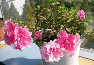 20091028Azalea.jpg