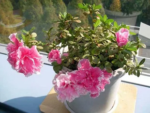 20091030Azalea.jpg