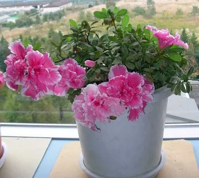 20091002Azalea.jpg