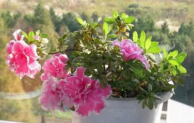 20091008Azalea.jpg