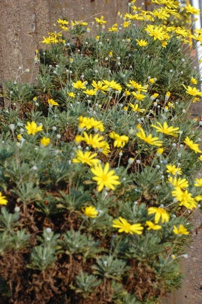 20091008Daisy.jpg