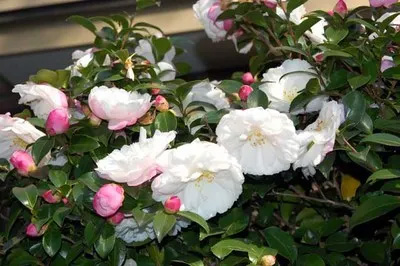 20091008Hinodefuji.jpg