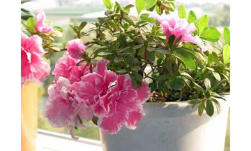 20091011Azalea.jpg