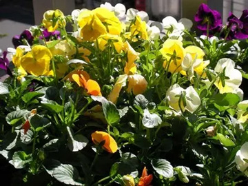 20091015Viola.jpg