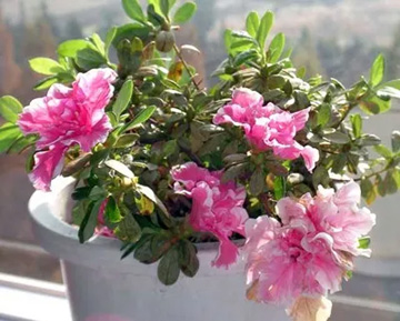20091029Azalea.jpg