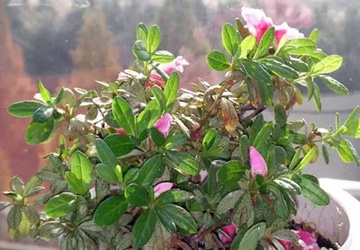20091029Azalea2.jpg