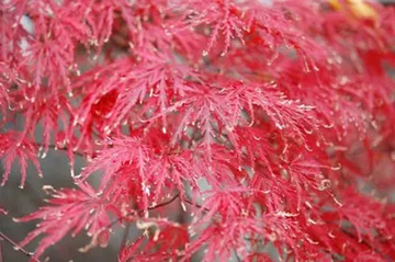20091029Momiji.jpg