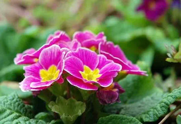 20091029Primula.jpg