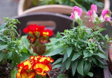 20091029Primula2.jpg