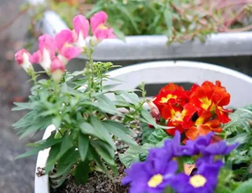 20091029Primula3.jpg