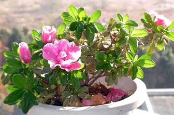 2009101202Azalea.jpg