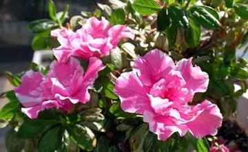 2009101204Azalea.jpg