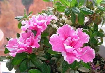 2009101209Azalea.jpg