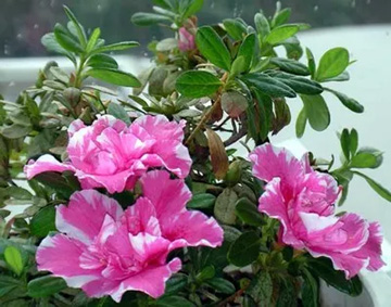 2009101212Azalea.jpg