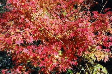 2009101212Momiji1.jpg