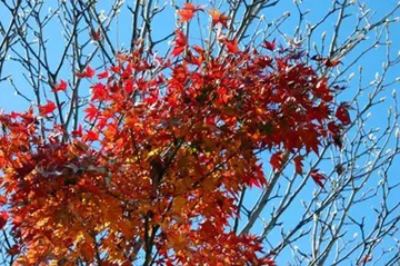 2009101212Momiji2.jpg