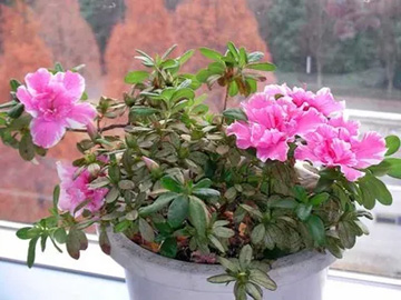 2009101216Azalea.jpg