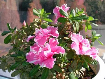 2009101220Azalea.jpg