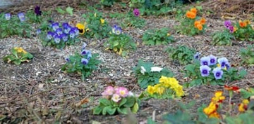 2009101220Panzy.jpg