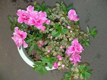 2009101223Azalea.jpg