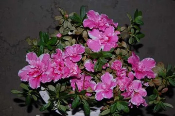 2009101204Azalea.jpg