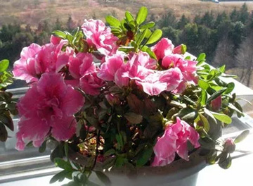 2009101206Azalea.jpg