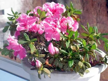 2009101208Azalea.jpg