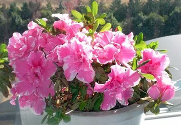 2009101213Azalea.jpg