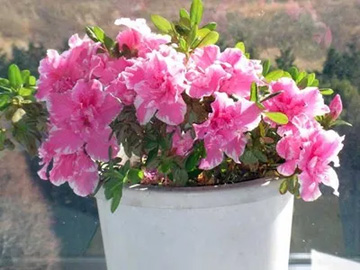 2009101215Azalea.jpg