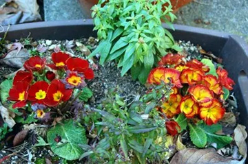 2009101216Primula.jpg