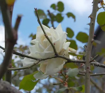 2009101216Rose1.jpg