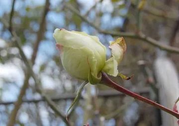 2009101216Rose2.jpg