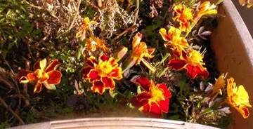 2009101217Marygold.jpg