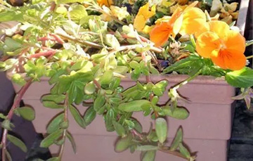 2009101217Portulaca.jpg