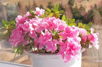 2009101222Azalea.jpg