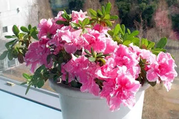 2009101227Azalea.jpg