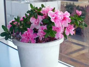 2009101229Azalea.jpg