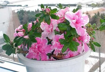 2009102202Azalea.jpg