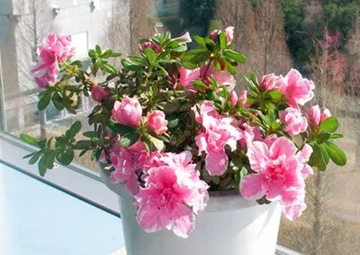 2009102210Azalea.jpg