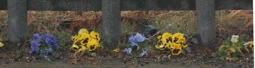 2009102213Panzy2.jpg
