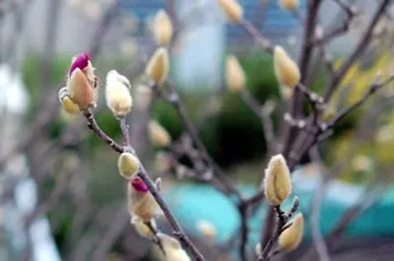 2009102227Magnolia.jpg