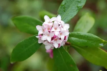 20100306Jinchoge.jpg