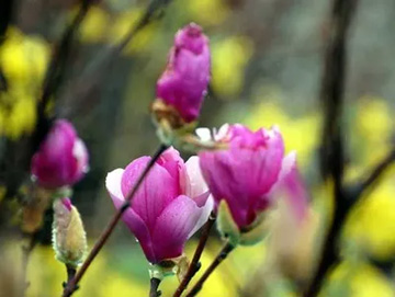 20100306Magnolia.jpg
