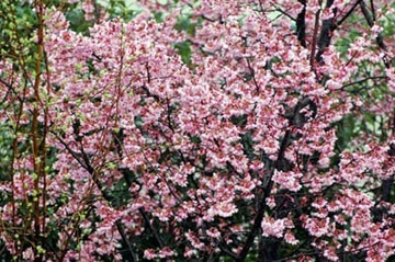 20100306OkameCherry.jpg