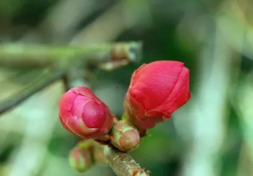 20100313Boke.jpg