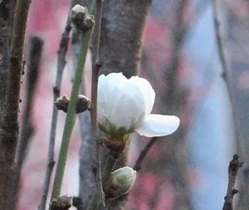 20100313Hanamomo2.jpg