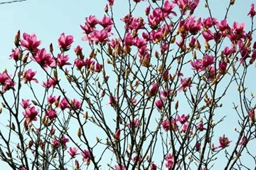 20100313Magnolia1.jpg