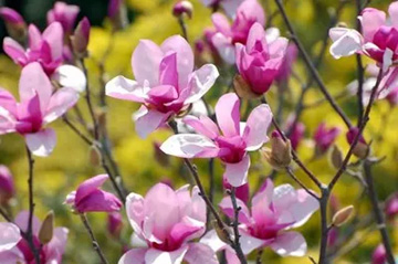 20100313Magnolia2.jpg