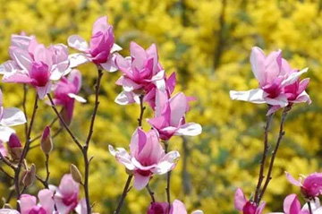 20100313Magnolia3.jpg
